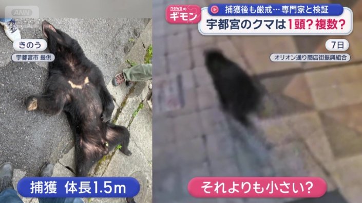 捕獲されたクマより小さいか？