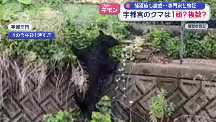 顔を振って確認するクマ