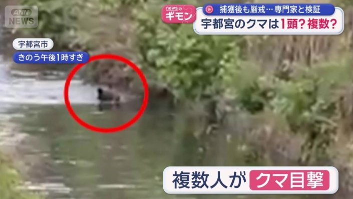 9日、複数の人が川を泳ぐクマを目撃