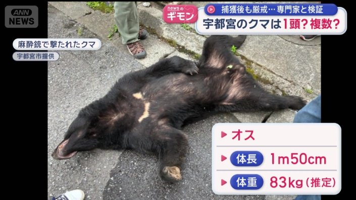 体長1メートル50センチ、体重は推定83キロ