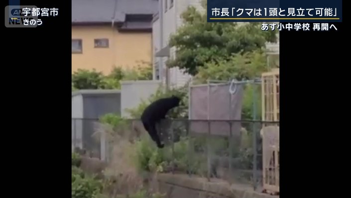 クマ