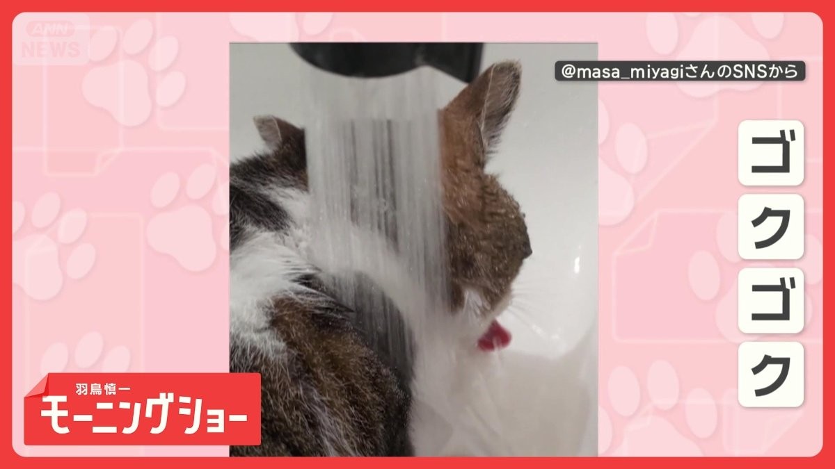 ずぶ濡れでもお構いなしだニャン　水浴びしながら水をゴクゴク　気にならないの？