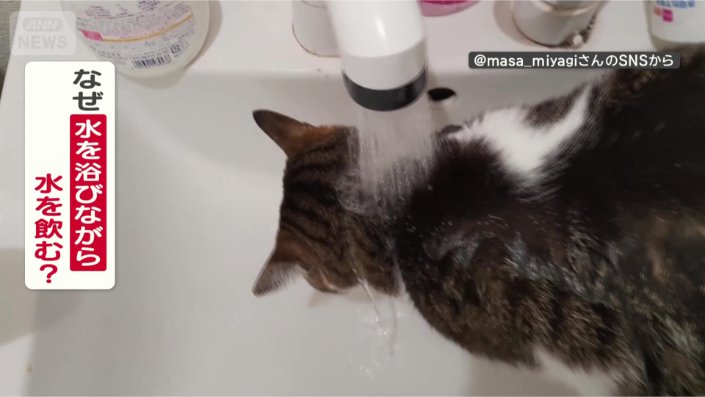 水浴びしながら飲むのはなぜ？