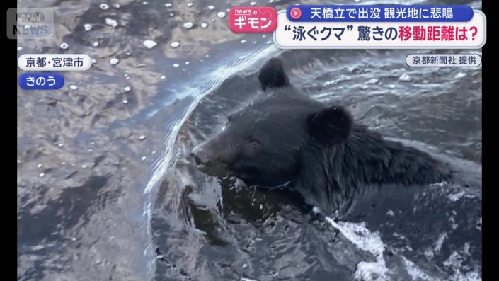 水面から顔を出すクマ