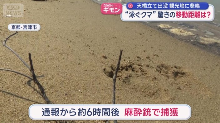 約6時間後に麻酔銃で捕獲