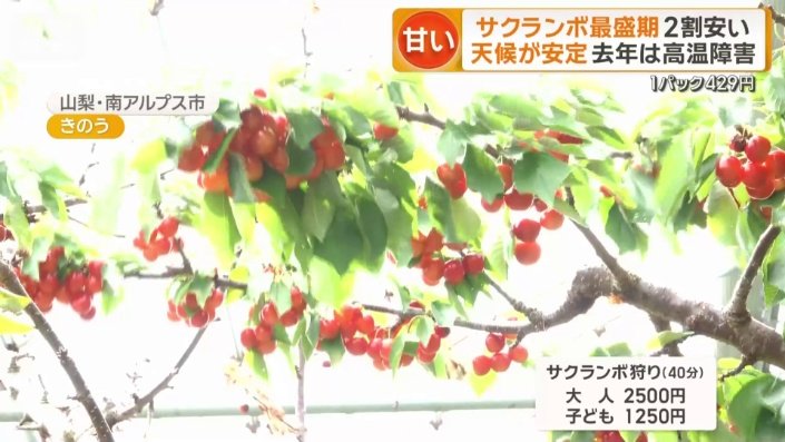 サクランボの食べ放題