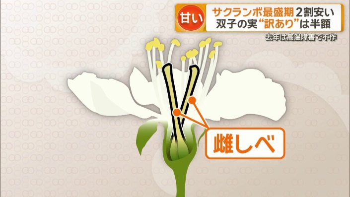 暑すぎると、めしべが2本に