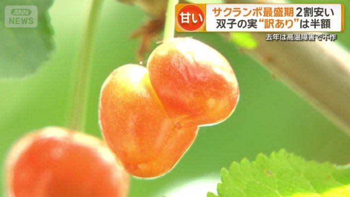 双子果