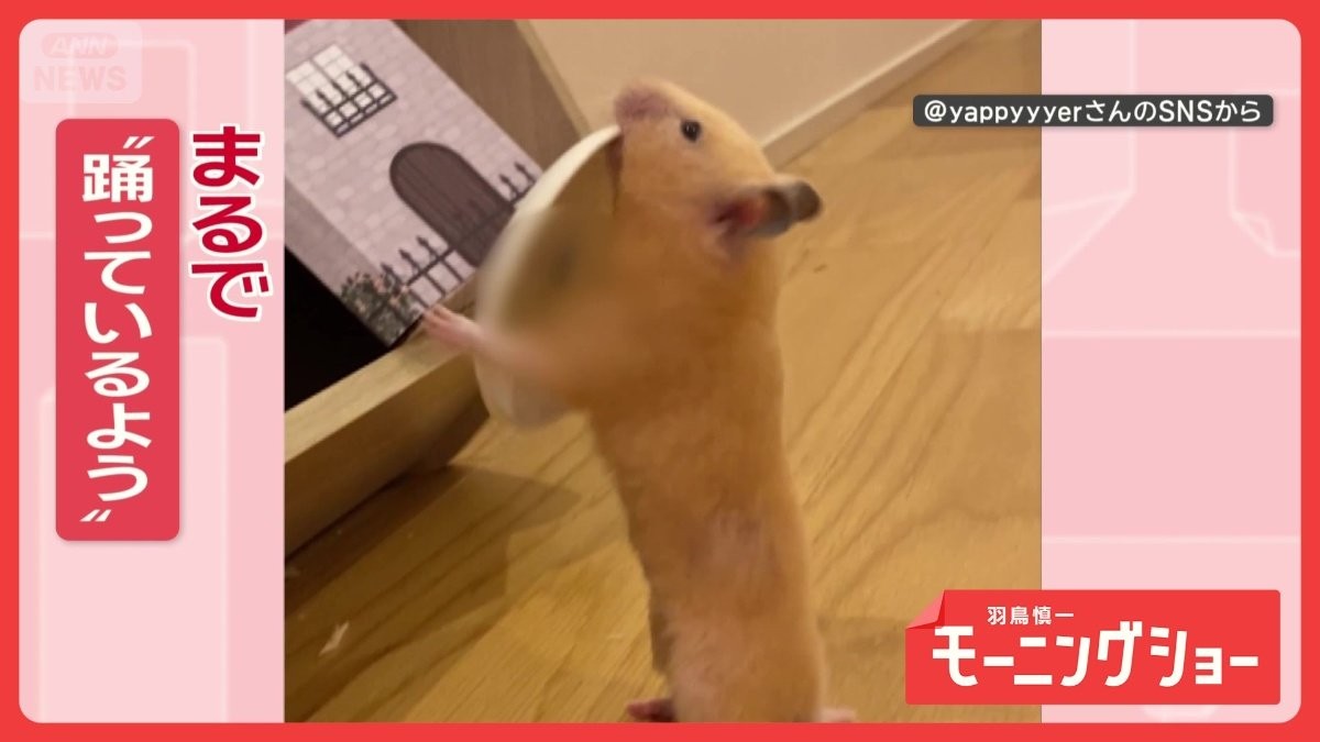 皿まわし？アキラ100％？　くわえてダンスするハムスターさん　皿芸を披露してる？
