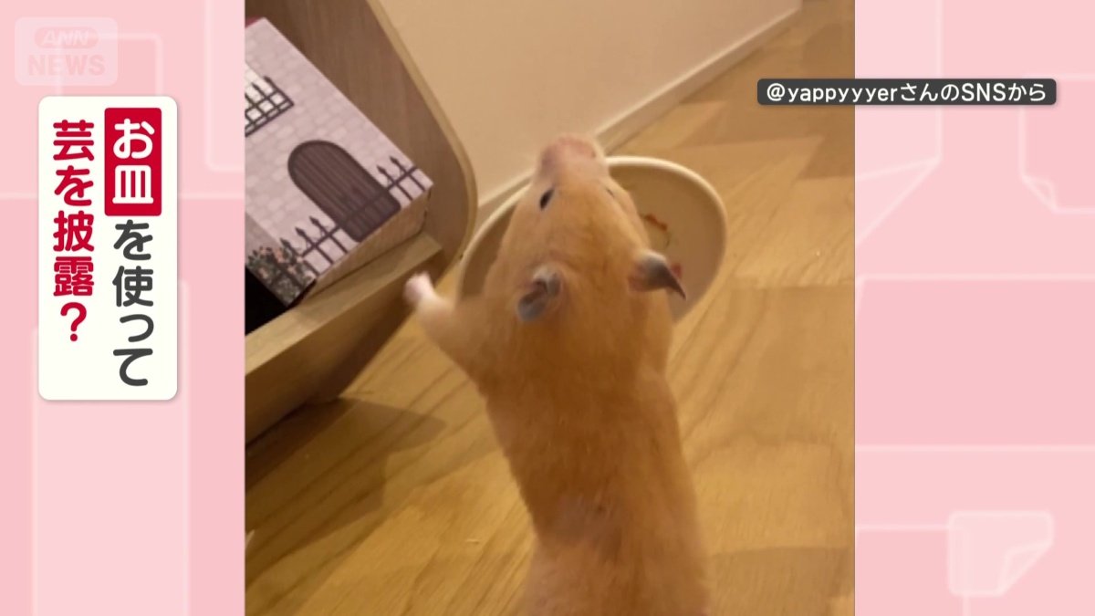 お皿を使って芸を披露してる?