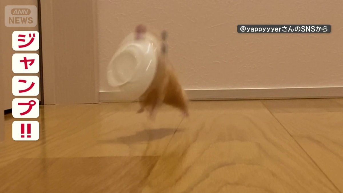 ジャンプも!