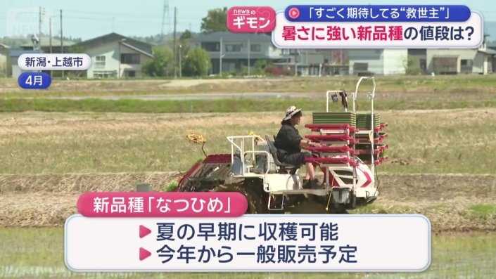 新品種「なつひめ」の特徴