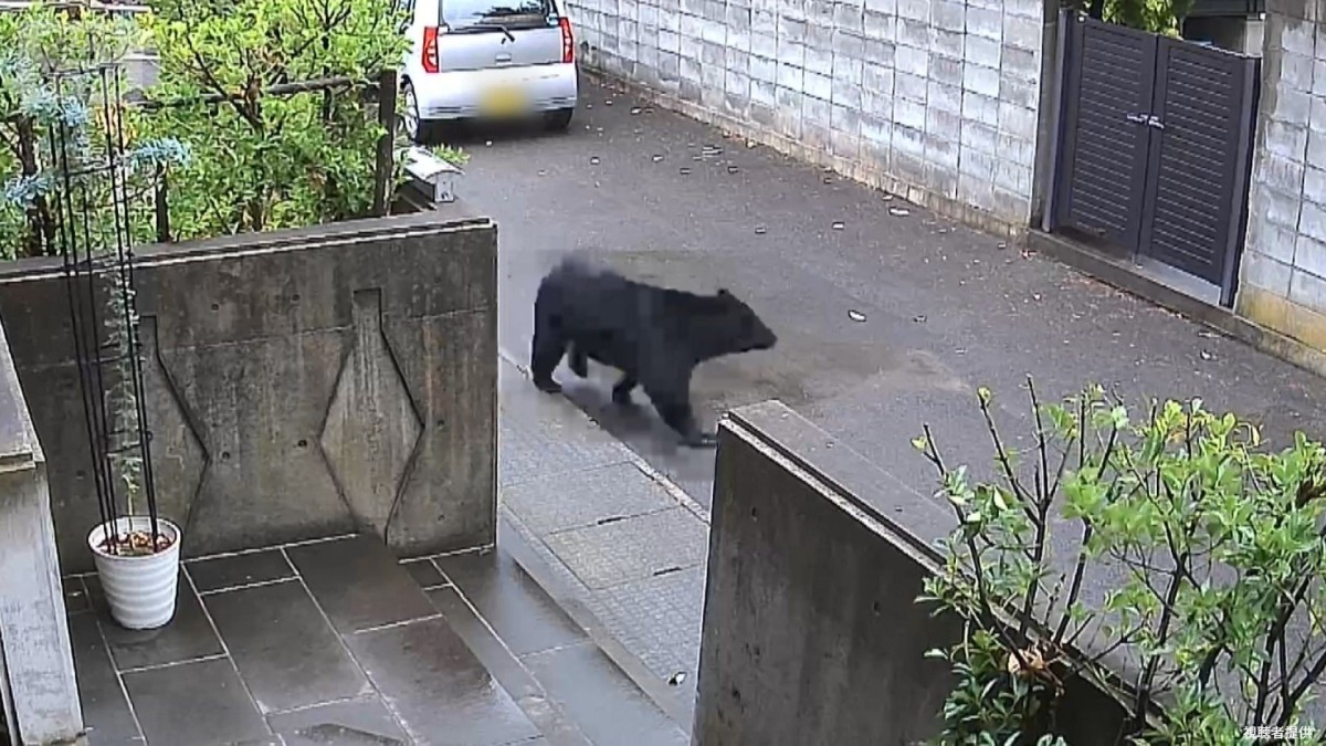 独自）クマ襲撃で眼球破裂「顔面かじられ…鶏軟骨食べる音」秋田ケガ被害“全員”証言