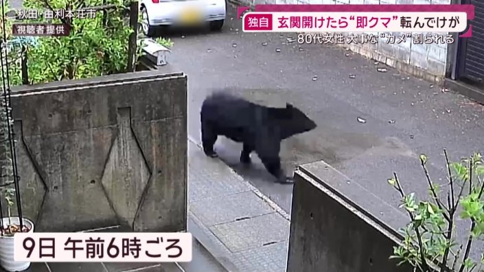 クマ