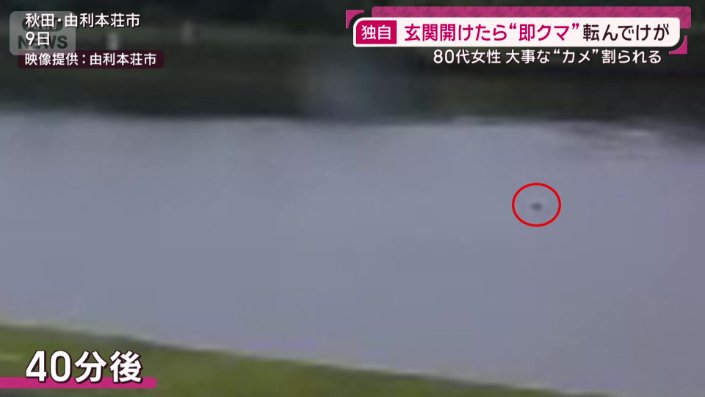 クマ
