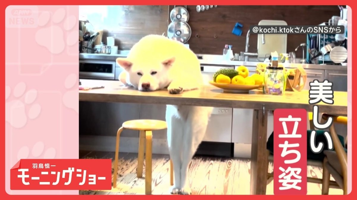 「美脚だワン」後ろ脚ピーーン　立ち姿が美しいワンちゃん　立ったままくつろいでる？