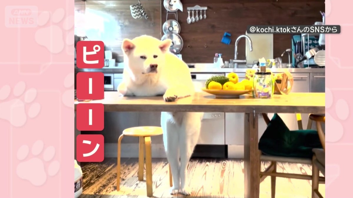 机の下は…後ろ脚ピーーン！