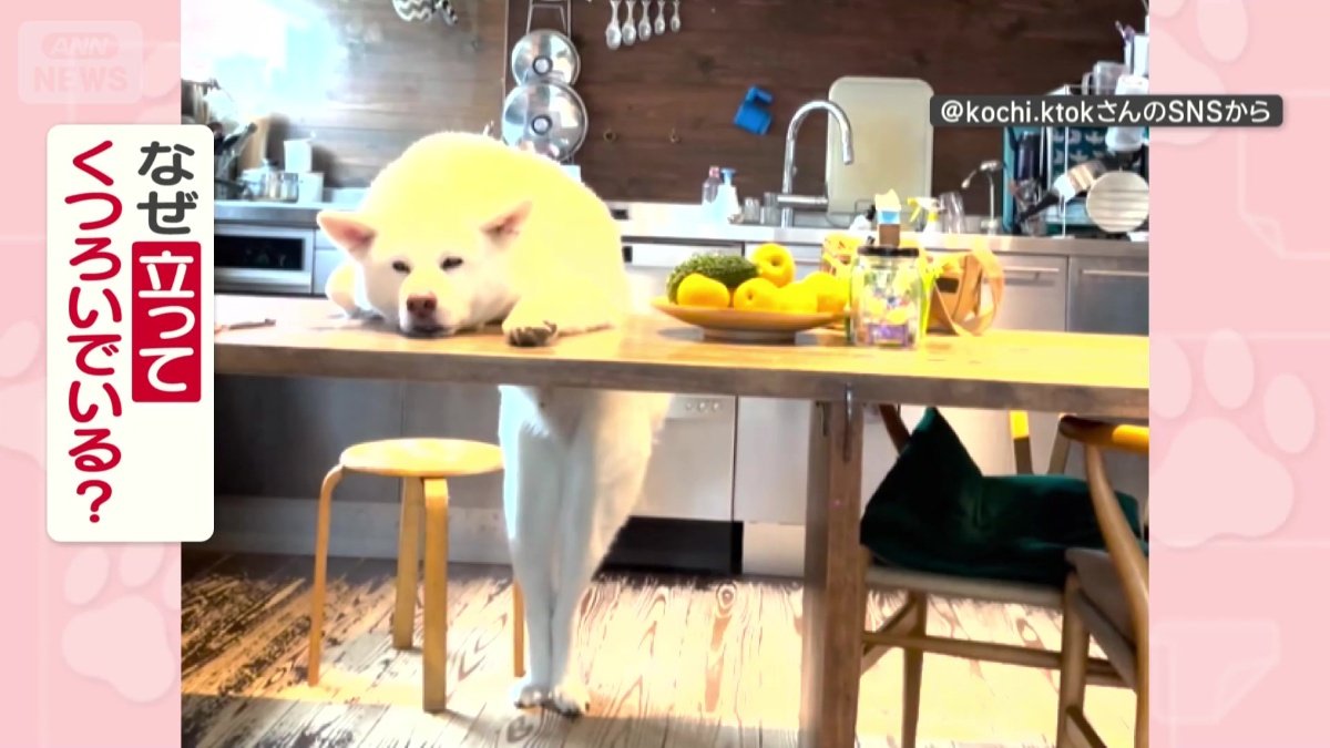 なぜ立ってくつろいでる？