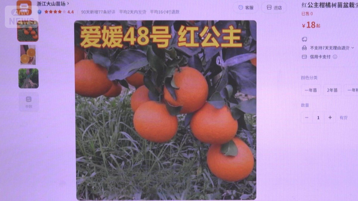 苗木流出か　高級果実「紅プリンセス」が中国通販サイトに　愛媛県が20年かけて開発