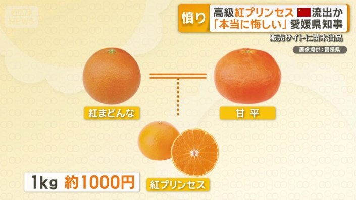 愛媛県産の柑橘類「紅プリンセス」