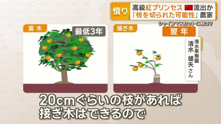 20センチぐらいの枝があれば接ぎ木はできるという