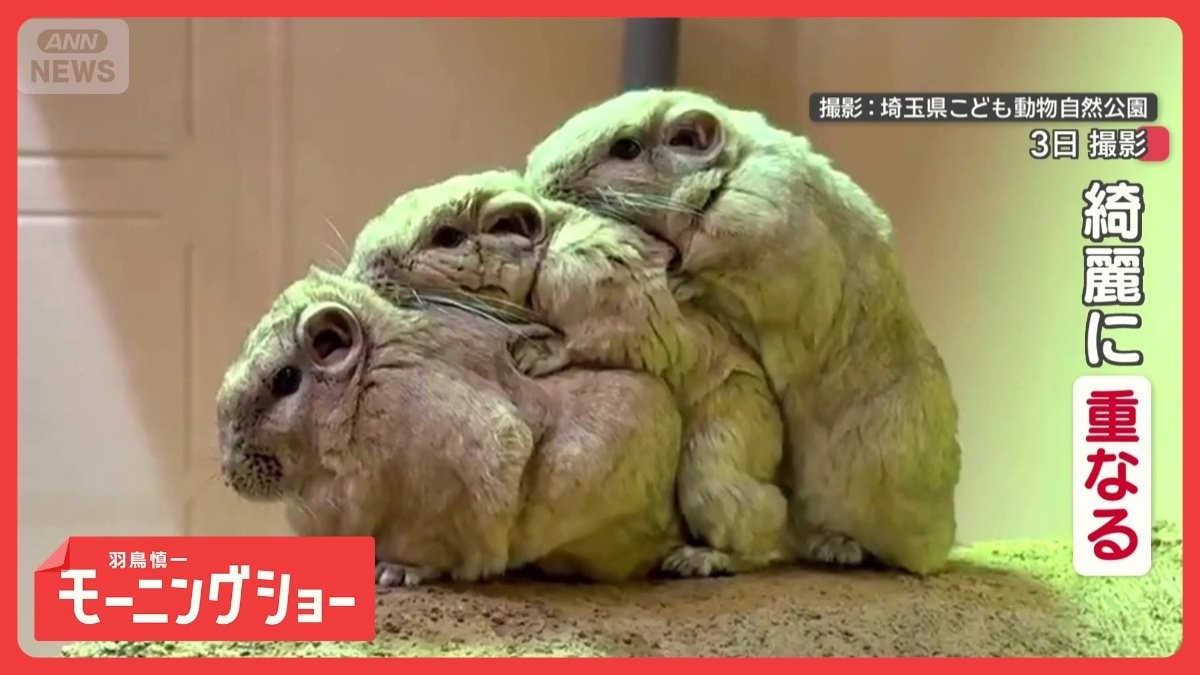 仲間とピッタリ重なる“砂漠の妖精”　もっちりキュートな「グンディ」って知ってる？