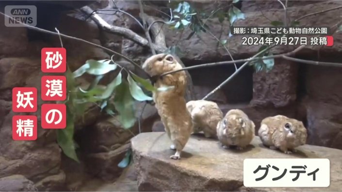 “砂漠の妖精”グンディ