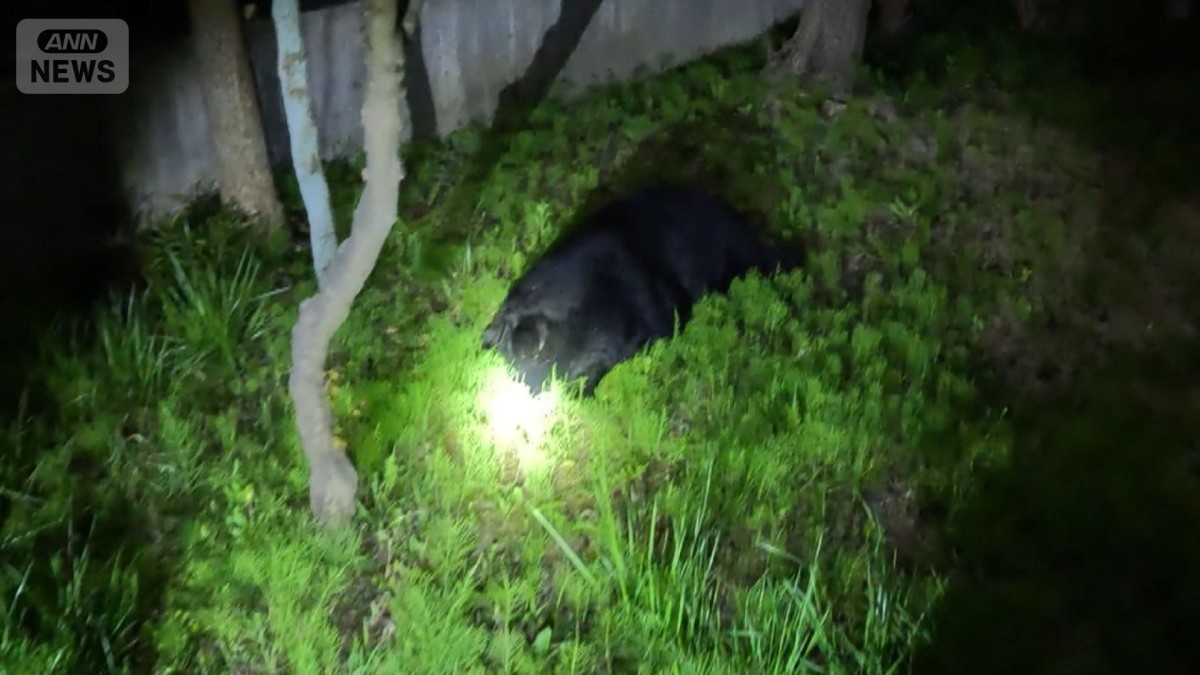 クマクマ 緊迫！仙台市の中心部に巨大クマ なぜ？市街地に“3つの特徴”