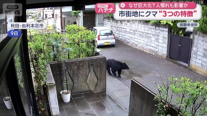 住宅街に現れたクマ