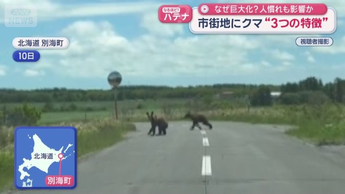 道路に2頭のクマ