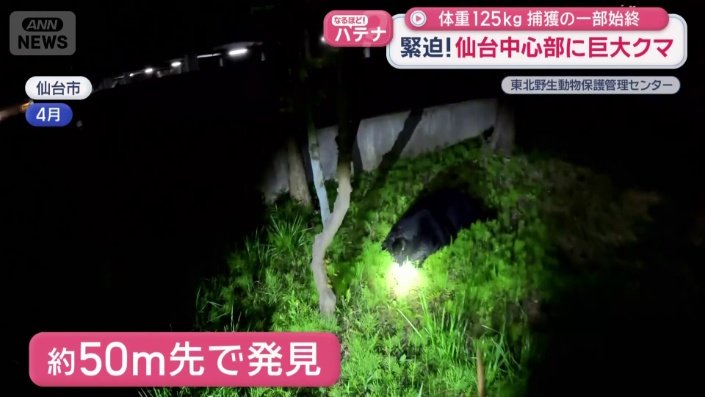 クマを発見