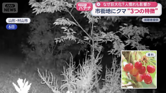 サクランボ畑にクマが侵入