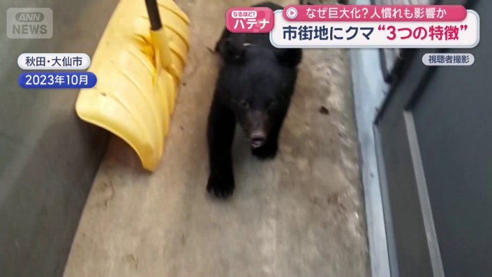 子グマ
