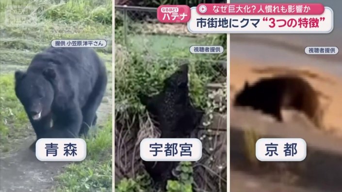 100キロ級のクマが各地で目撃