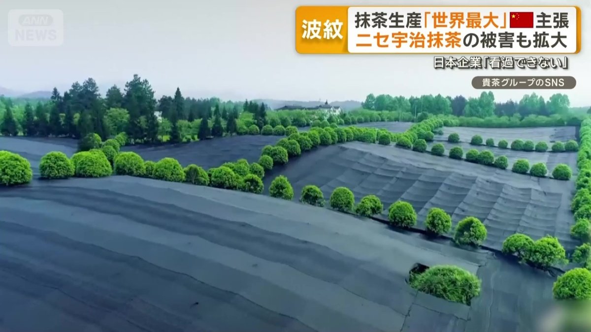 「中国が世界最大の抹茶生産国になった」