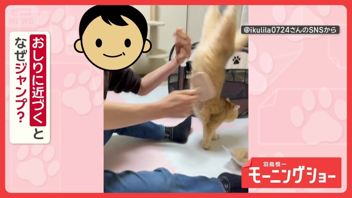 ロデオ猫「お尻はやめてニャン！」おしりをブラッシングすると…大