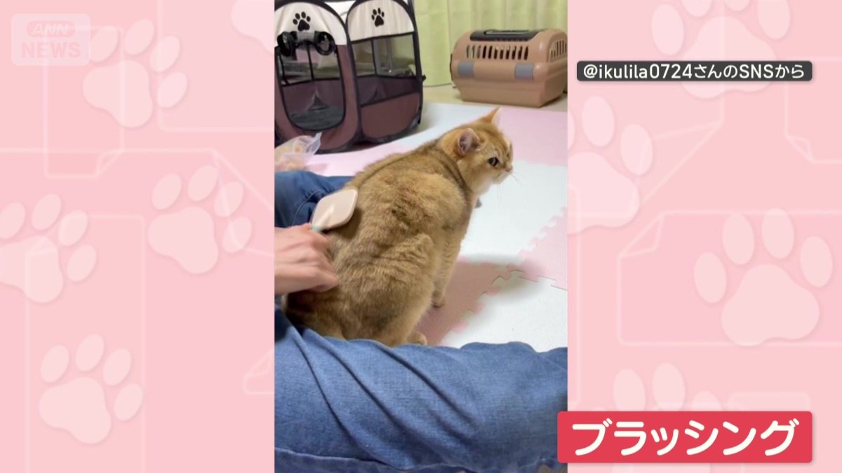 気持ちよくブラッシング