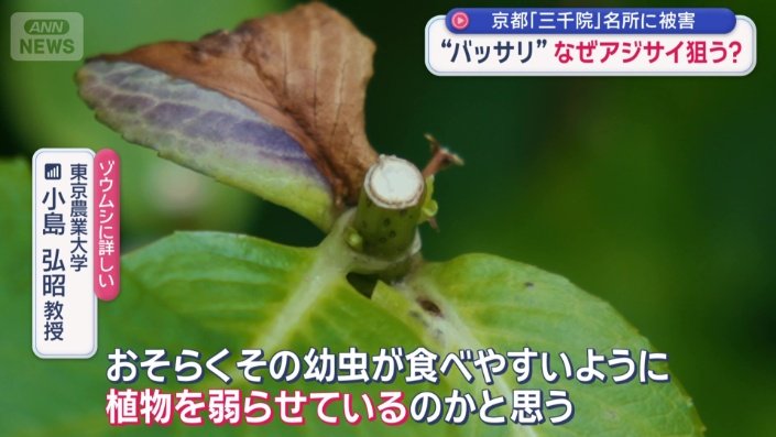 「幼虫が食べやすいように」