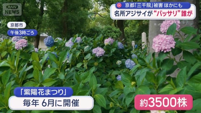 藤森神社のアジサイまつり