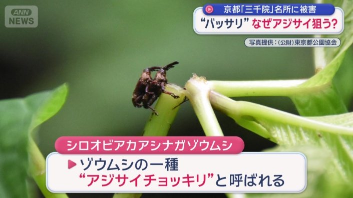 アジサイチョッキリ