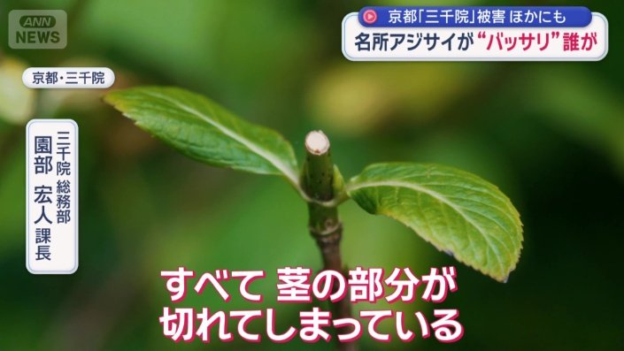 茎をチョッキリ切られ…