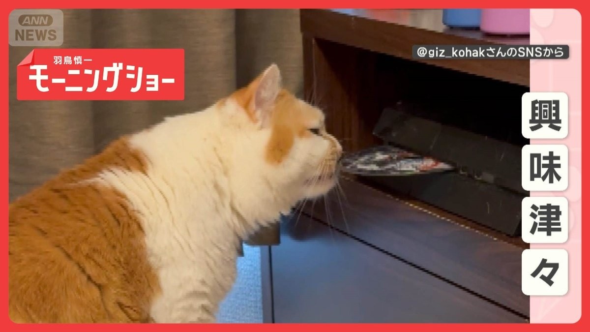 「興味津々だニャン」ゲーム機を使いこなし…ディスクを早わざキャッチ　なぜ出した？