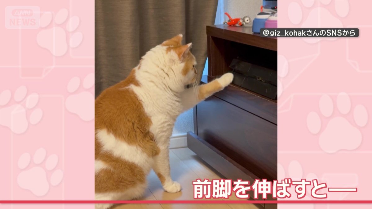 ゲーム機に前脚を伸ばすと…