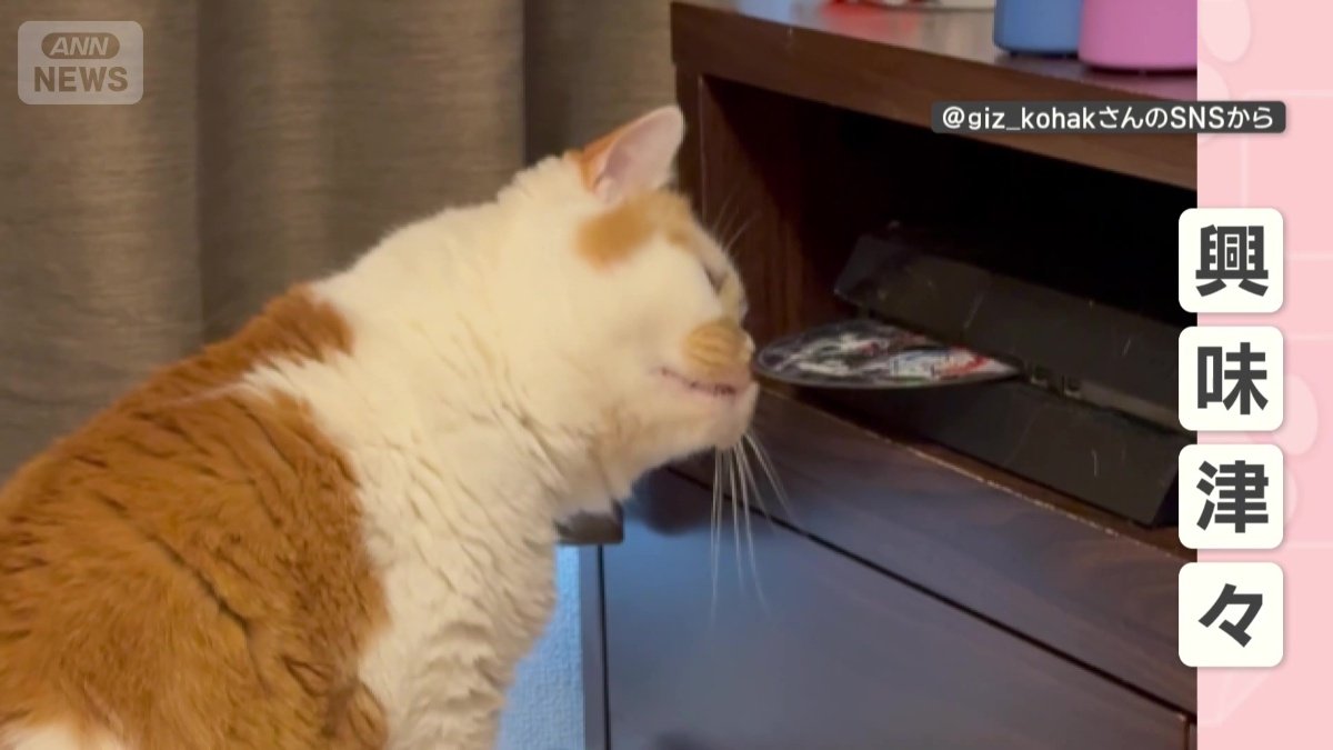 出てきたディスクに興味津々