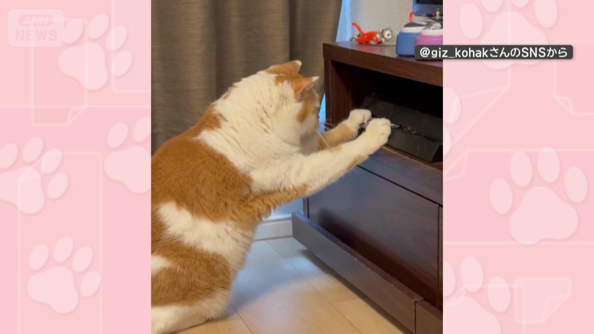 速わざキャッチ!