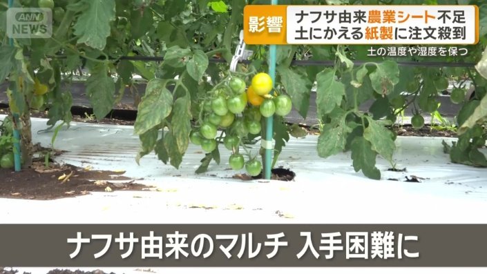 ナフサ由来のマルチが入手困難に