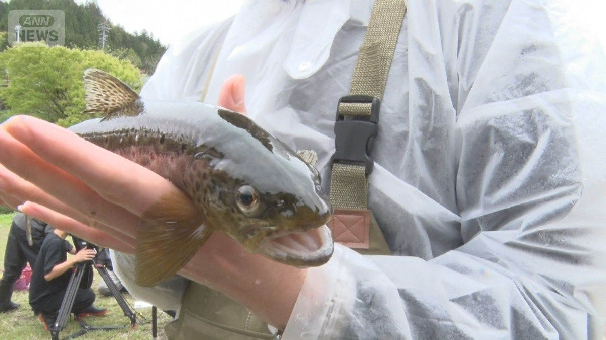 アユ丸のみ巨大外来魚の駆除作戦　3000個の卵を何度も産卵　ブラウントラウトの味は？