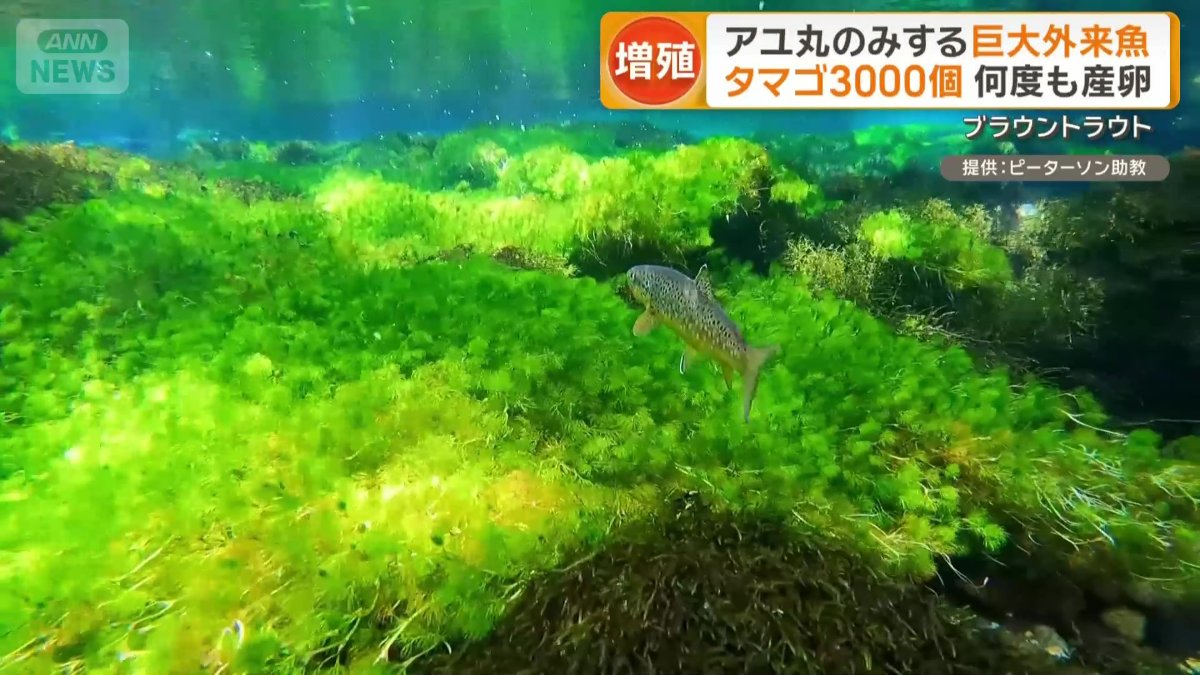 川での寿命は5年から8年