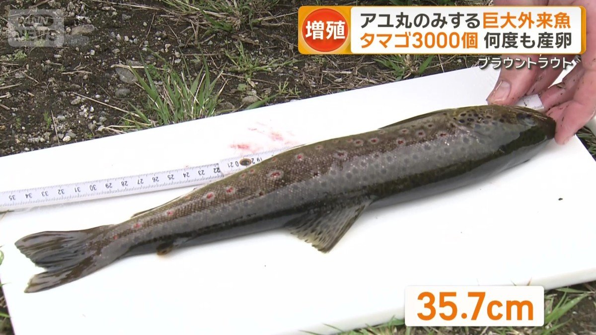 頭から尾びれの先までで35.7cm