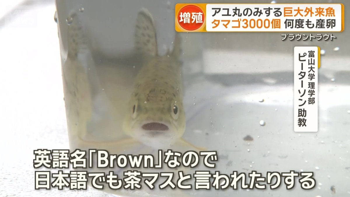 「見た目はちょっと茶色い体」